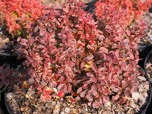 Berberis thunbergii 'Špaček'